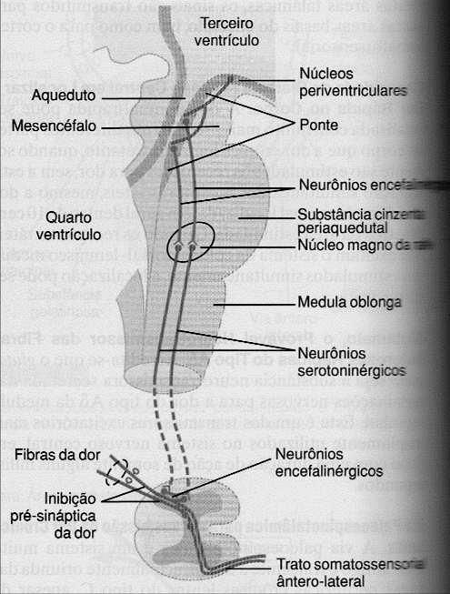 Terceiro ventrículo Aqueduto Mesencéfalo Núcleos periventriculares Ponte Neurônios encefalinérgicos Quarto ventrículo Substância cinzenta periaquedutal Núcleo