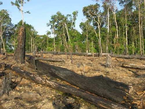 A vegetação predominante na Amazônia é a Floresta Ombrófila Densa, que corresponde a 41,67% do bioma.