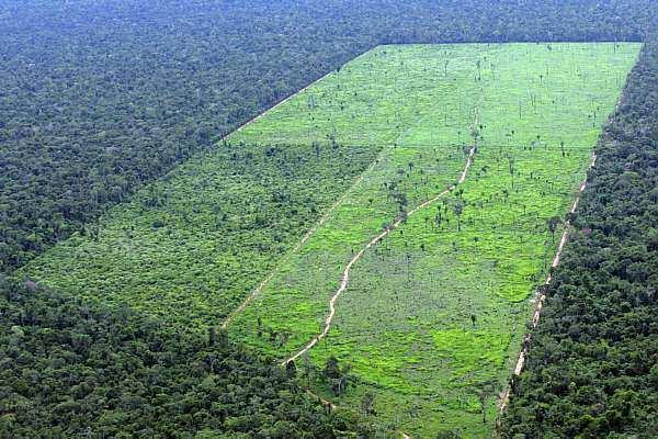 Mesmo sendo o nosso bioma Amazônico o mais preservado, cerca de 22% de sua área já foi devastada, o que equivale a duas vezes e meia a área do estado de São