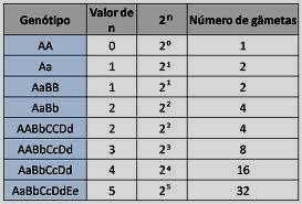 COMO DESCOBRIR O NÚMERO DE DIFERENTES GAMETAS QUE UM INDIVÍDUO