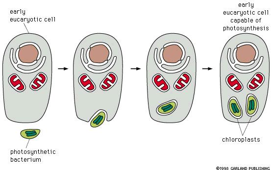 Cloroplasto: origem Célula eucariótica primitiva Célula eucariótica