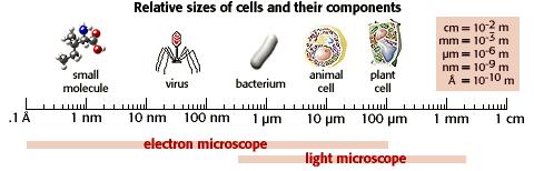Tamanhos relativos das células e seus componentes