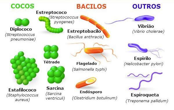 Morfologia bacteriana 2.