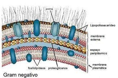 Yersinia enterocolitica Campylobacter jejuni Listeria