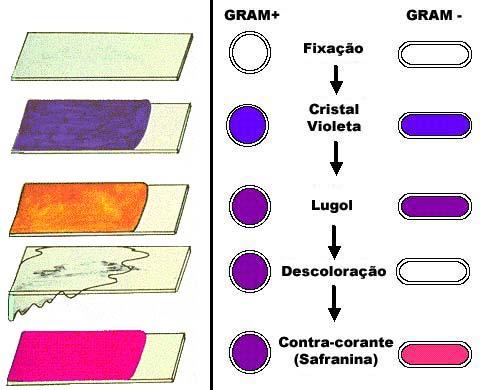Coloração de Gram Coloração de Gram Gram negativa Salmonella spp; Escherichia coli Shigella spp.