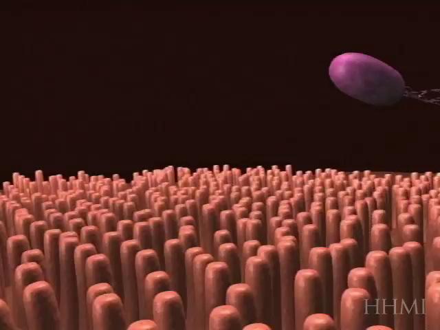 of enterocyte effacement (LEE), causando a lesão intestinal A/E (attaching and effacing)- lesão do tipo pedestais Toxinfecção Escherichia coli- Gastroenterite enterohemorrágica Multiplicação