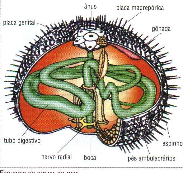 Com esse tipo de simetria, os órgãos sensoriais estão distribuídos pela periferia do corpo, e o animal recebe informações de todas as direções.