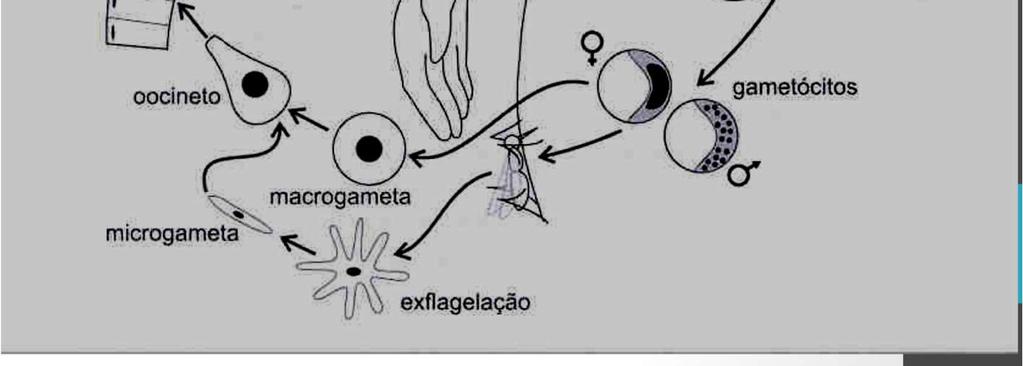 (produz merozoítos) gametogonia