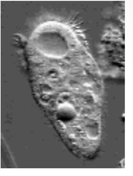 PROTOZOA: 65.000 sp. conhecidas.