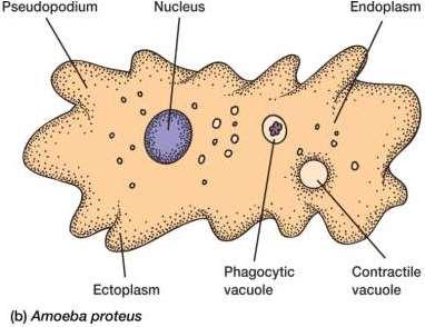 Protozoários Características Núcleo, Golgi, retículo endoplasmático,