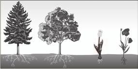 . A figura representa os esquemas de carvalho, papoila, túlipa e abeto durante o Verão. 7... Refere as alterações que estas plantas poderão apresentar no Inverno.
