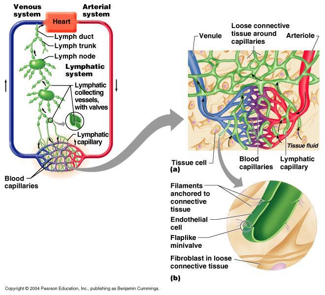 Organização do sistema vascular linfático Funções - recolher