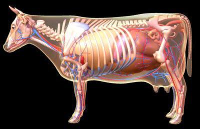 Sistema Cardiovascular