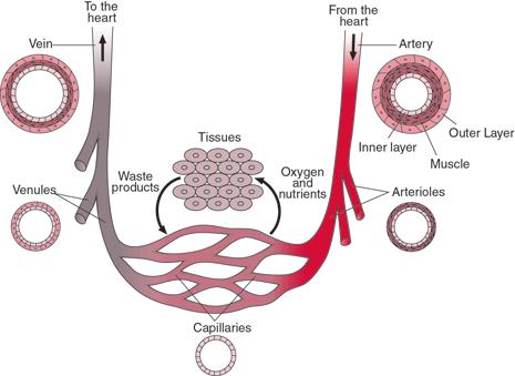 Organização do sistema vascular sanguíneo