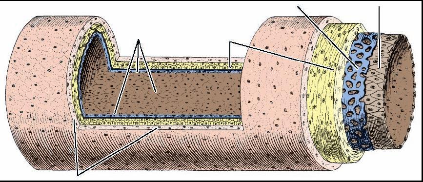 elásticas elástica interna músculo liso fibras elásticas e colágenas conjuntivo frouxo