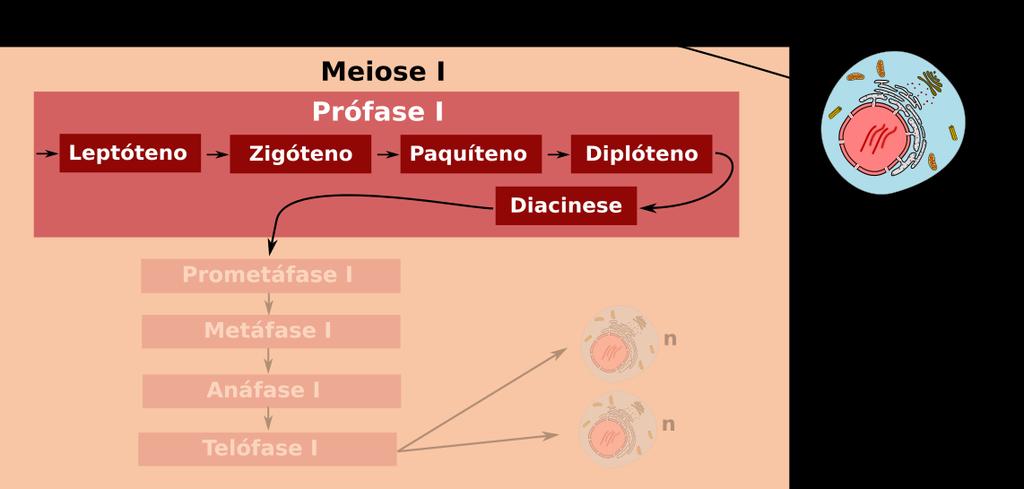 Meiose I: Prófase I A prófase I