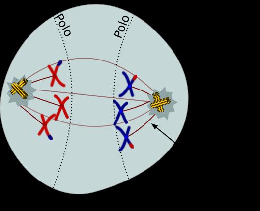 Meiose I: Anáfase I Nessa fase os cromossomos