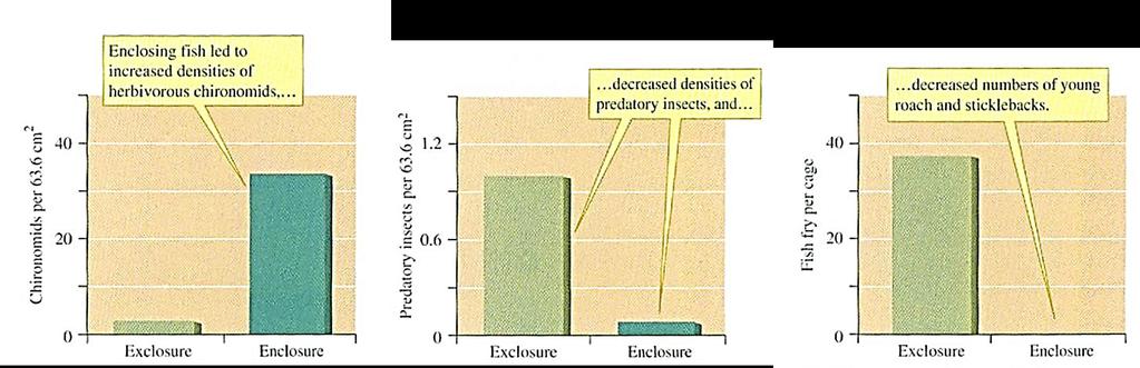 Sem predador Com predador Sem predador Com predador Sem predador Com predador A presença dos peixes levou ao aumento da