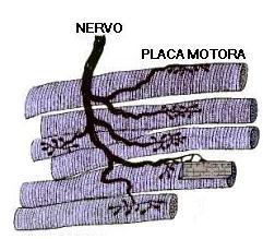 Inervação