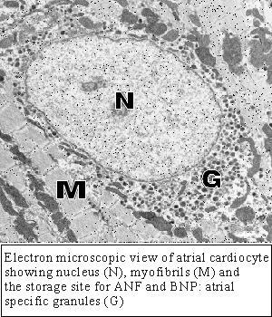 As fibras atriais cardíacas vistas ao MET mostram uma região justanuclear rica em grânulos contendo hormônios diuréticos: Fator natriurético atrial (ANF) Fator natriurético cerebral (BNF) Funções: 1.