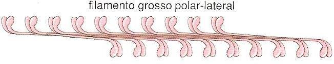 leves. Orientadas em direções opostas no mesmo filamento.