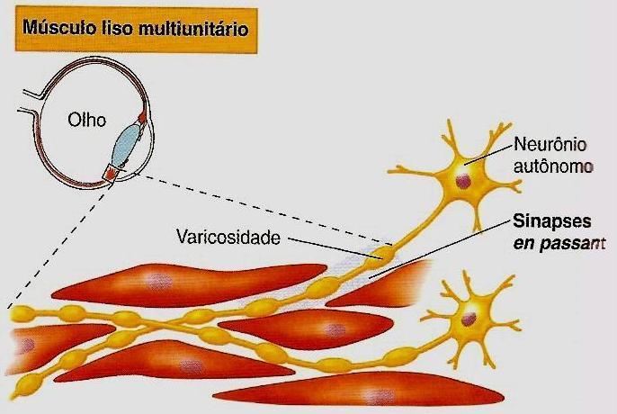 Terminações