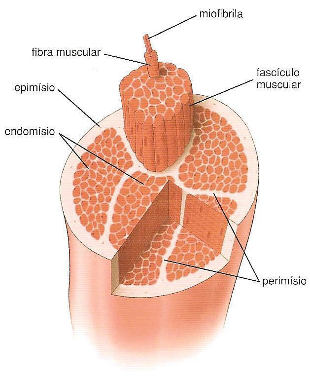 Organização Epimísio: conjuntivo denso que circunda vários fascículos Perimísio: conjuntivo denso, forma um feixe ou