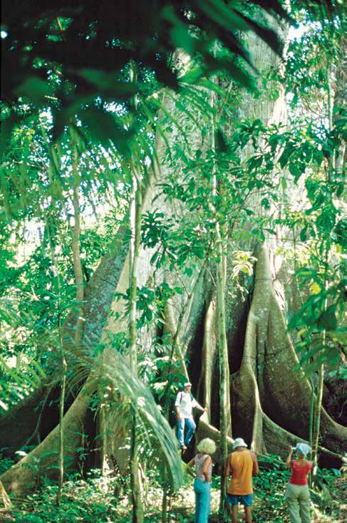 RIQUEZA Calcula-se que existam cerca de 5 mil espécies de árvores na Amazônia, como esta sumaúma de 7 metros de diâmetro na base (abaixo), em Anavilhanas, AM originaram os recursos genéticos sejam