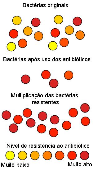 Resistência de bactérias: KPC (Klebsiella pneumoniae carbapenemase) Tipo oportunista