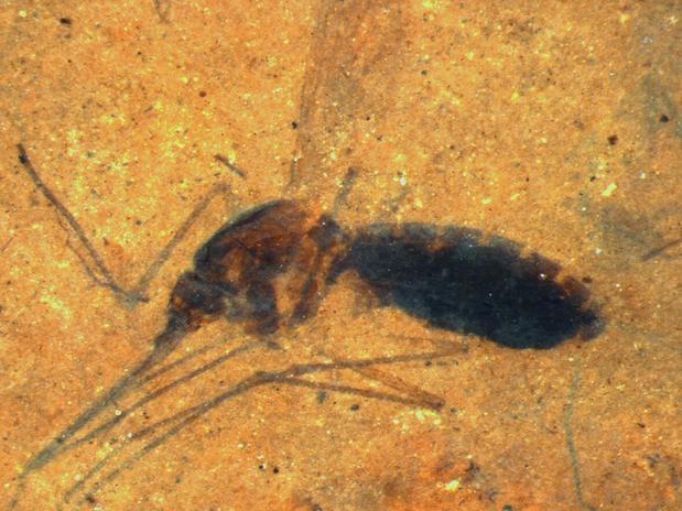 Encontrado fóssil raro de mosquito