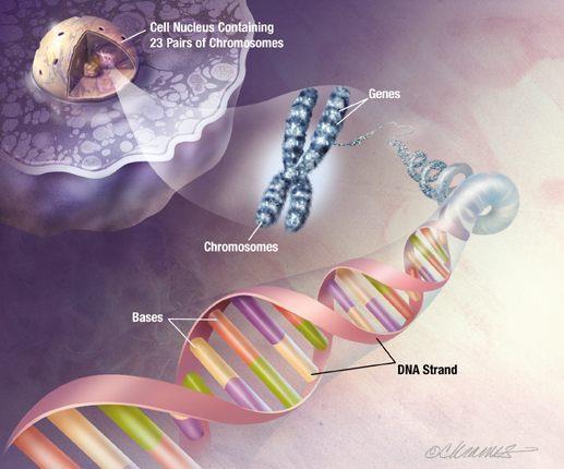 Evidências da Evolução 5) Semelhanças genéticas: evidências bioquímicas e genéticas que demonstram o