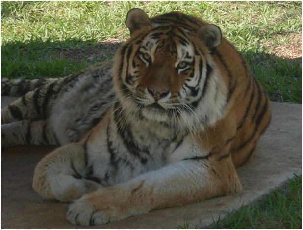 2,60 m e pesar mais de 400 kg tigres