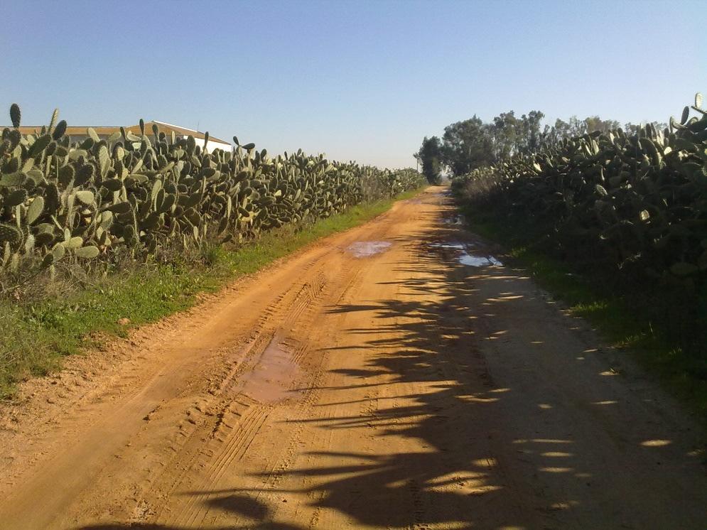 A espécie actual é um poliploide de uma ou duas