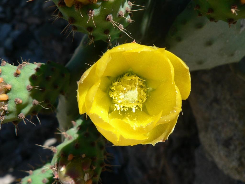 Pastelaria (fruto, cladodio).