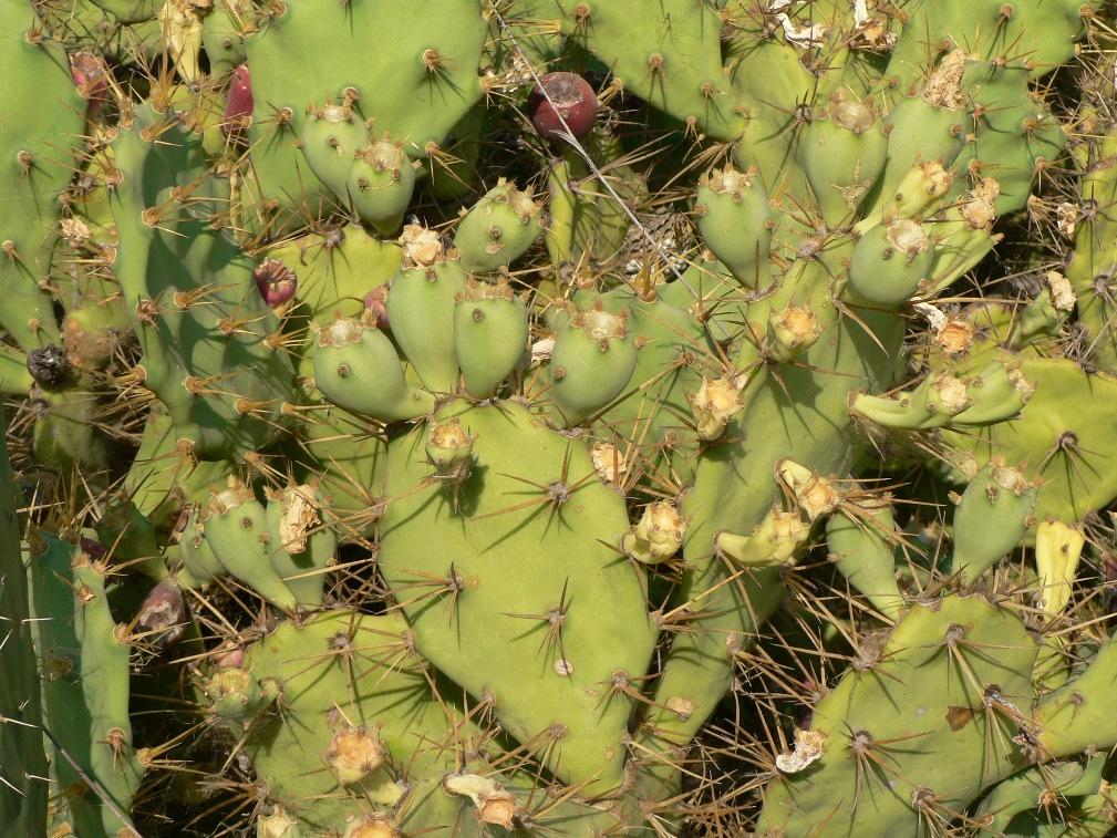 Na Espanha, Opuntia ficus indica é chamada O. maxima, que não é reconhecida pelo resto do mundo, só como um sinónimo.