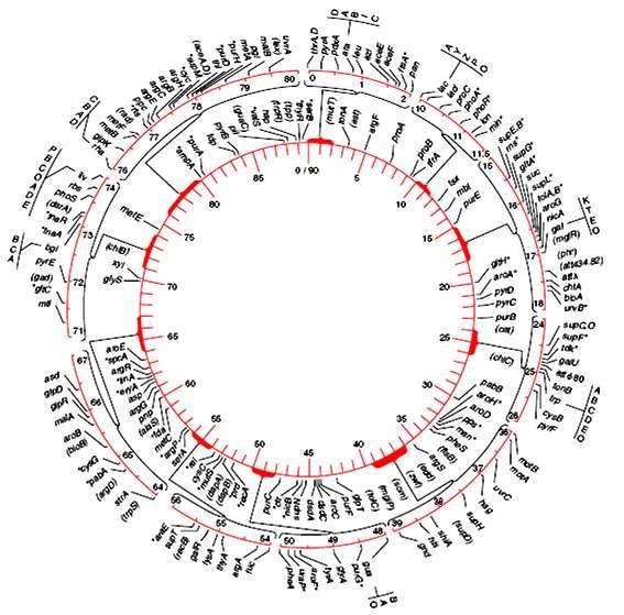 Características Ausência complemento diploide. de Praticamente sem sequências redundantes. Genoma E.