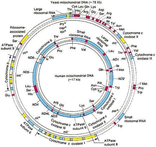 Organização do DNA mitocondrial é variável DNA mitocondrial de células animais é compacto e codifica 13 proteínas, 2 rrnas e 22 trnas não há introns e alguns genes