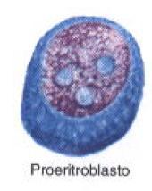 Proteínas Proeritroblasto Reestabelecer Tamanho Celular Síntese