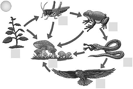 Biologia Lucio 16. (Unicamp 2015) A figura abaixo representa relações existentes entre organismos vivos. a) O que é representado na figura? Que tipo de organismo é representado por X?
