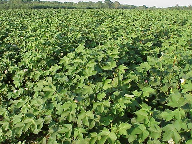Porcentagem de Area Cultivada Nos Estados Unidos Com Outras Culturas Resistentes a Herbicidas 100 90 80 70 RR-Soybean RR-Cotton LL-Cotton