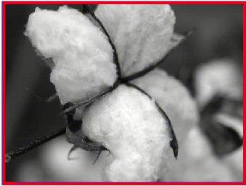 Trends in Soil-applied Herbicides for Cotton 100 90 Percent area treated (%) 80 70 60 50 40 30 20 10 0 1990 1991 1992 1993 1994 1995 1996 1997 1998 1999 2000 2001