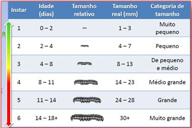 tradicional 50 40 36,0 36,0 Morte/Dia (%) 1º instar 30 20 10