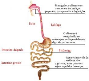 Característica da Dieta : É indicada em algumas infecções gastrointestinais, em casos de diminuída absorção, para pacientes com suaves problemas