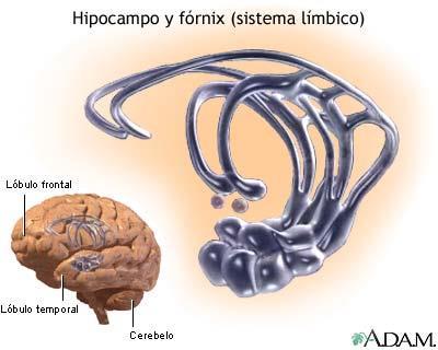 Conexões Extrínsecas da Formação Hipocampal Fórnix, principal sistema de