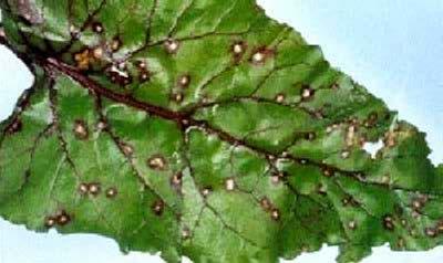 Cercospora