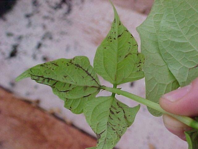 sp. (Antracnoses) Colletotrichum lindemuthianum
