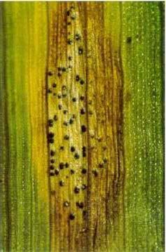 Septoria