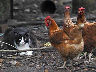 GALINHAS DOMÉSTICAS As aves, assim como os roedores, são consideradas importantes hospedeiros intermediários do T. gondii uma vez que servem como fonte de infecção do parasita para felinos.