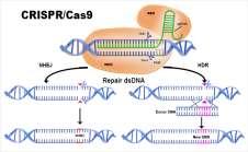CRISPR/Cas9 - Marco no processo de inovação na biotecnologia - Abre novas possibilidades - Ruptura OGM / não OGM?