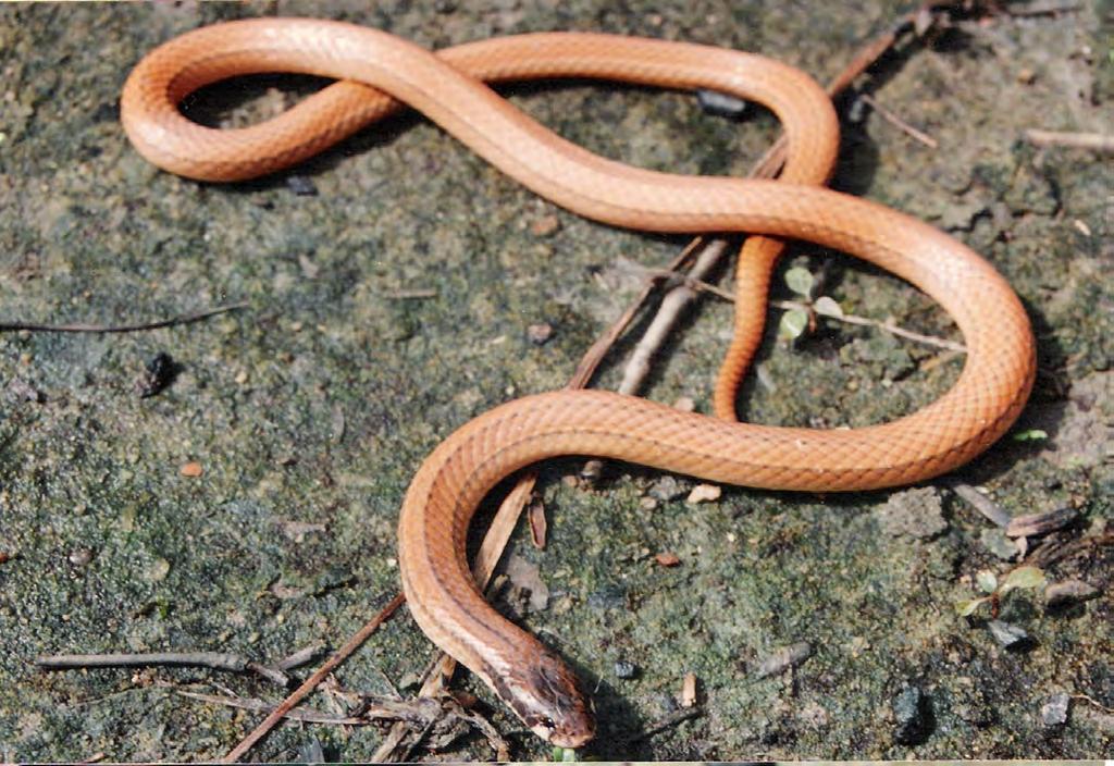 Some species of squamate reptiles